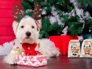 Make Christmas special for your fur babies in Bundaberg